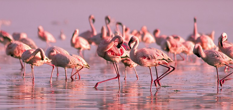 Flamingos im Zwillbrocker Venn bei Vreden