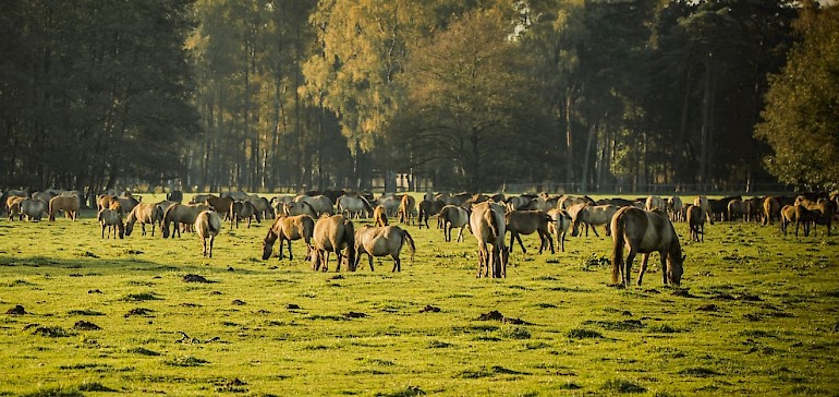 Eines der beliebtesten Ziele von Radtouren ist der Merfelder Bruch bei Dülmen mit den Dülmener Wildpferden